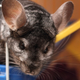 Illustration for article titled Shooting Challenge Pets Gallery 3